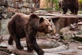 Beautiful brown bear in a zoo of the city of Kaliningrad. Russia