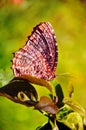 Butterfly on leaves, beautiful brown beige butterfly on plant background