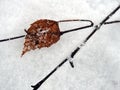 Brown birch tree on snow, Lithuania