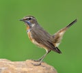 Beautiful brown bird with blue and orange feathers on chest lift