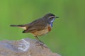 Beautiful brown bird with blue and orange neck standing on the r