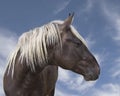 Beautiful brown black horse with blonde mane Royalty Free Stock Photo