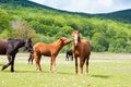 Beautiful brown and black horses eating grass and grazing in a meadow and green field Royalty Free Stock Photo