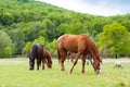 Beautiful brown and black horses eating grass and grazing in a meadow and green field Royalty Free Stock Photo