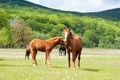 Beautiful brown and black horses eating grass and grazing in a meadow and green field Royalty Free Stock Photo