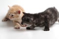 Beautiful brown and black kittens on a white background