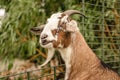 Tricolor farm goat with beard and horns stands on a metal wire fence and looks over it Royalty Free Stock Photo