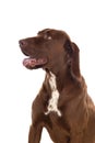 Beautiful Brown Braco German Shorthair Royalty Free Stock Photo