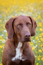 Beautiful Brown Braco German Shorthair Royalty Free Stock Photo