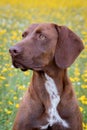 Beautiful Brown Braco German Shorthair Royalty Free Stock Photo