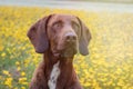 Beautiful Brown Braco German Shorthair Royalty Free Stock Photo