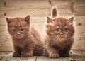 Beautiful brown british kittens Royalty Free Stock Photo