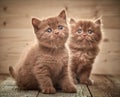 Beautiful brown british kittens Royalty Free Stock Photo