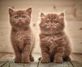 Beautiful brown british kittens Royalty Free Stock Photo