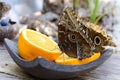 The beautiful brown butterflies on the orange fruit