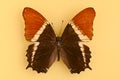 Beautiful brown butterfly