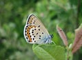 Brown butterfly on beautiful flower, Lithuania