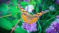 A beautiful brown butterfly is played on the purple flowers of an onion on a warm summer day_13_. Big wigs. Royalty Free Stock Photo