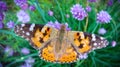 A beautiful brown butterfly is played on the purple flowers of an onion on a warm summer day_7_. Close up.