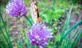 A beautiful brown butterfly is played on the purple flowers of an onion on a warm summer day_4_. Macro face.