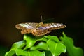 Beautiful Brown Butterfly