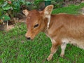 Beautiful and innocent brown calf Royalty Free Stock Photo