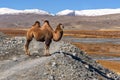 Camel road mountains graze