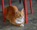 Beautiful brown cat