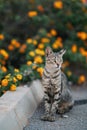 Beautiful brown cat sitting on the street Royalty Free Stock Photo