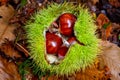 Beautiful brown chestnut in its green prickley shell