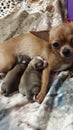 A beautiful brown Chihuahua with two small puppies.