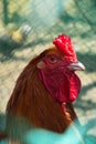 Brown-colored cock close-up in the poultry house