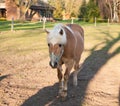 Beautiful brown colored Icelandic horse with white mane, standing on a paddock in Germany in evening sunlight looking into the Royalty Free Stock Photo