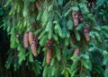 Beautiful brown cones on European spruce Picea abies branch. Norway spruce in spring Arboretum Park Southern Cultures