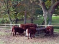 Beautiful brown country cows in edge of field close up autumn da