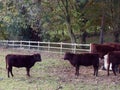 Beautiful brown country cows in edge of field close up autumn da