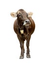 Beautiful brown cow with bell isolated on white Royalty Free Stock Photo