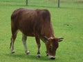 A beautiful brown cow eating grass in a fenced meadow Royalty Free Stock Photo