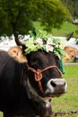 Beautiful brown cow with floreal crown Royalty Free Stock Photo