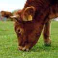 The beautiful brown cow portrait Royalty Free Stock Photo