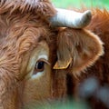 The beautiful brown cow portrait Royalty Free Stock Photo