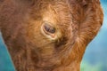 The beautiful brown cow portrait in the nature Royalty Free Stock Photo