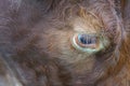 The beautiful brown cow portrait in the nature Royalty Free Stock Photo