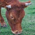 The beautiful brown cow portrait in the nature Royalty Free Stock Photo