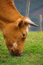 The beautiful brown cow portrait in the nature Royalty Free Stock Photo