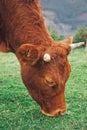 The beautiful brown cow portrait in the nature Royalty Free Stock Photo