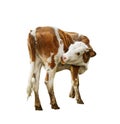 Beautiful brown cow on background. Animal husbandry Royalty Free Stock Photo