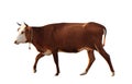 Beautiful brown cow on background. Animal husbandry
