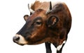 Beautiful brown cow on white background. Animal husbandry Royalty Free Stock Photo