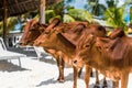 Beautiful brown cows on african beach, Zanzibar Royalty Free Stock Photo